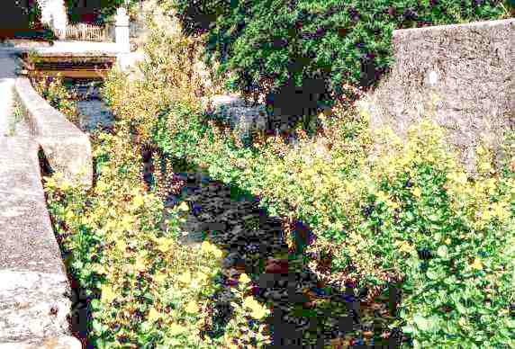 Le Ruau bord� de mimules en ao�t 1999